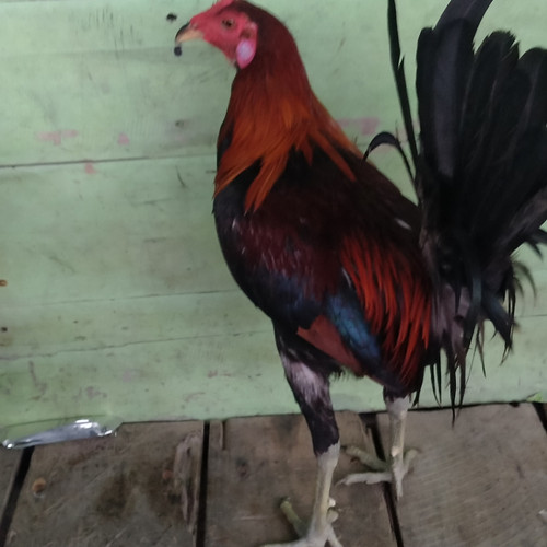 Detail Gambar Ayam Pilipin Nomer 23