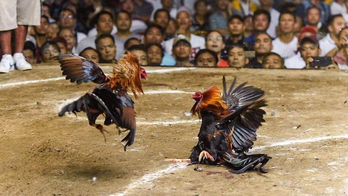 Detail Gambar Ayam Pilipin Nomer 47
