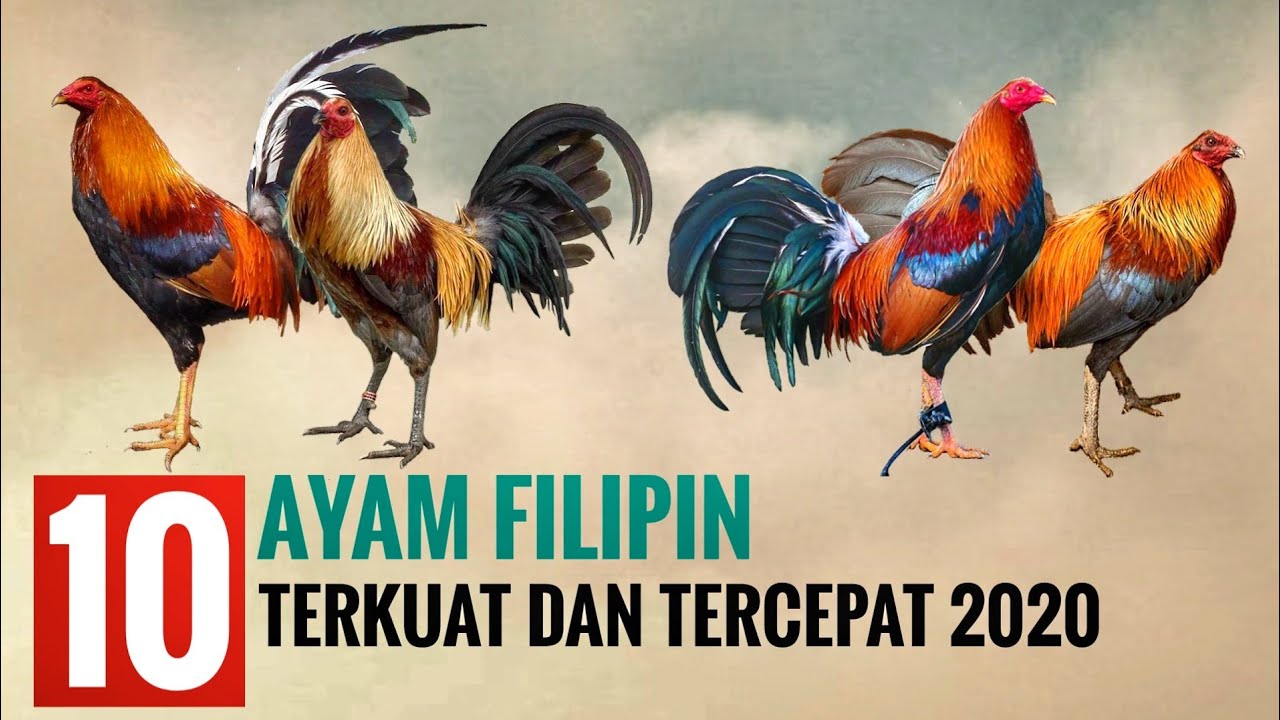 Detail Gambar Ayam Plipin Nomer 44