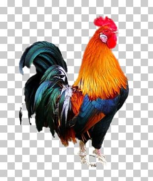 Detail Gambar Ayam Png Nomer 9