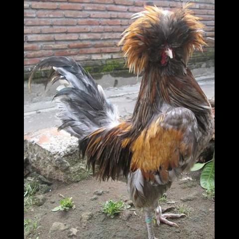 Detail Gambar Ayam Poland Nomer 19