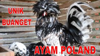 Detail Gambar Ayam Poland Nomer 22