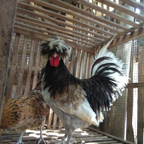 Detail Gambar Ayam Poland Nomer 26