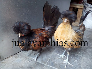 Detail Gambar Ayam Poland Nomer 35