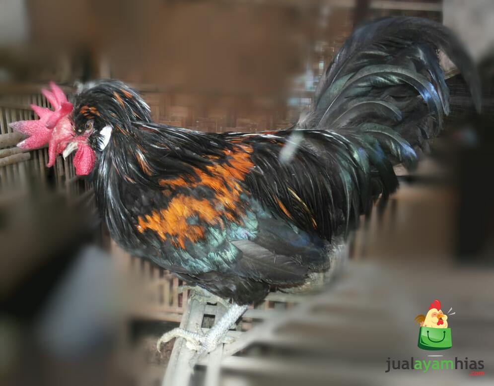 Detail Gambar Ayam Poland Nomer 36