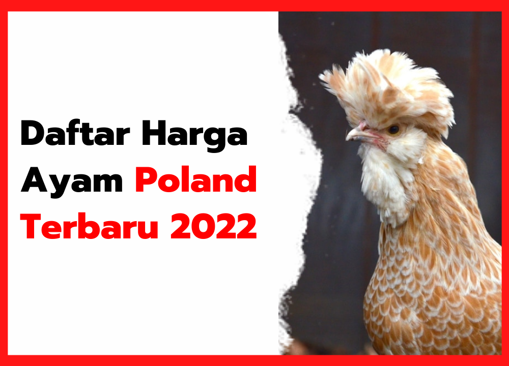 Detail Gambar Ayam Poland Nomer 41