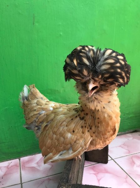 Detail Gambar Ayam Poland Nomer 48