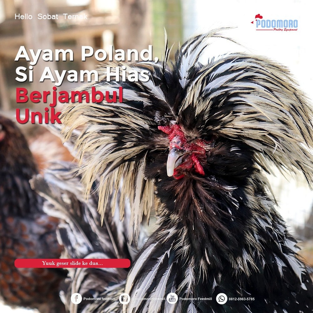 Detail Gambar Ayam Poland Nomer 50