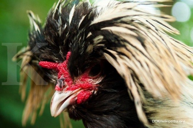 Detail Gambar Ayam Poland Nomer 52