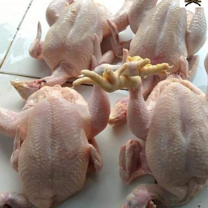 Detail Gambar Ayam Potong 6 Nomer 31