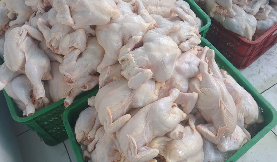 Detail Gambar Ayam Potong 6 Nomer 36