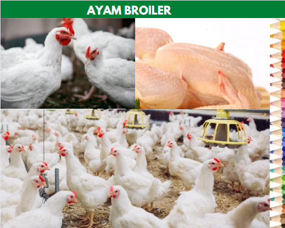 Detail Gambar Ayam Potong Broiler Nomer 46