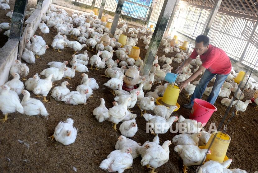 Detail Gambar Ayam Potong Hidup Nomer 17