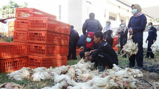 Detail Gambar Ayam Potong Hidup Nomer 24