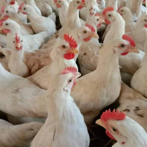 Detail Gambar Ayam Potong Hidup Nomer 38