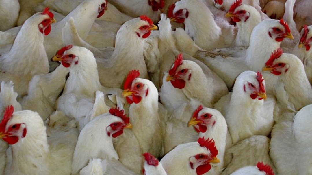 Detail Gambar Ayam Potong Hidup Nomer 9