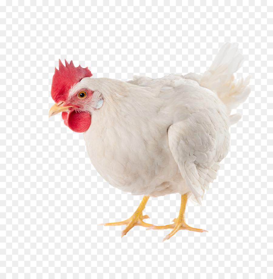 Detail Gambar Ayam Potong Png Nomer 12