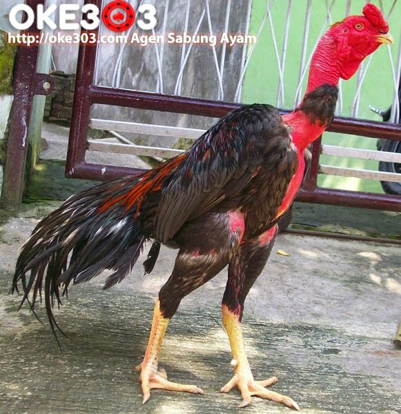 Gambar Ayam Saigon - KibrisPDR
