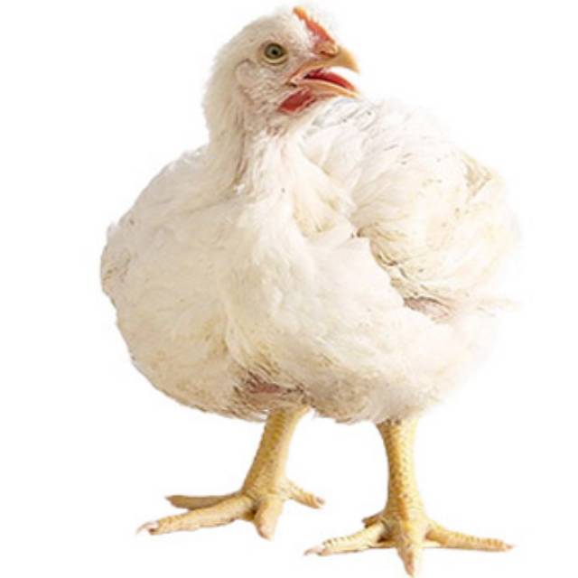 Detail Gambar Ayam Sayur Nomer 18