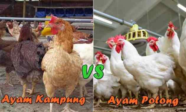 Detail Gambar Ayam Sayur Nomer 27