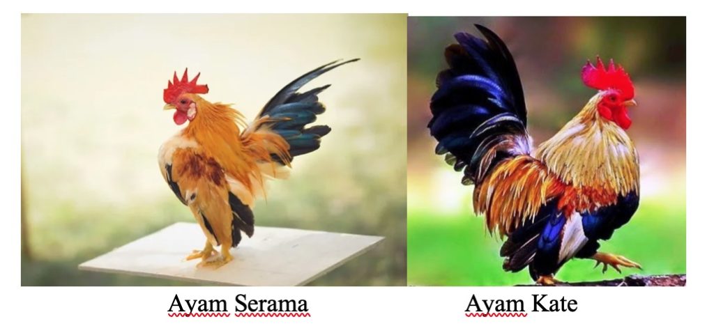 Detail Gambar Ayam Serama Nomer 17