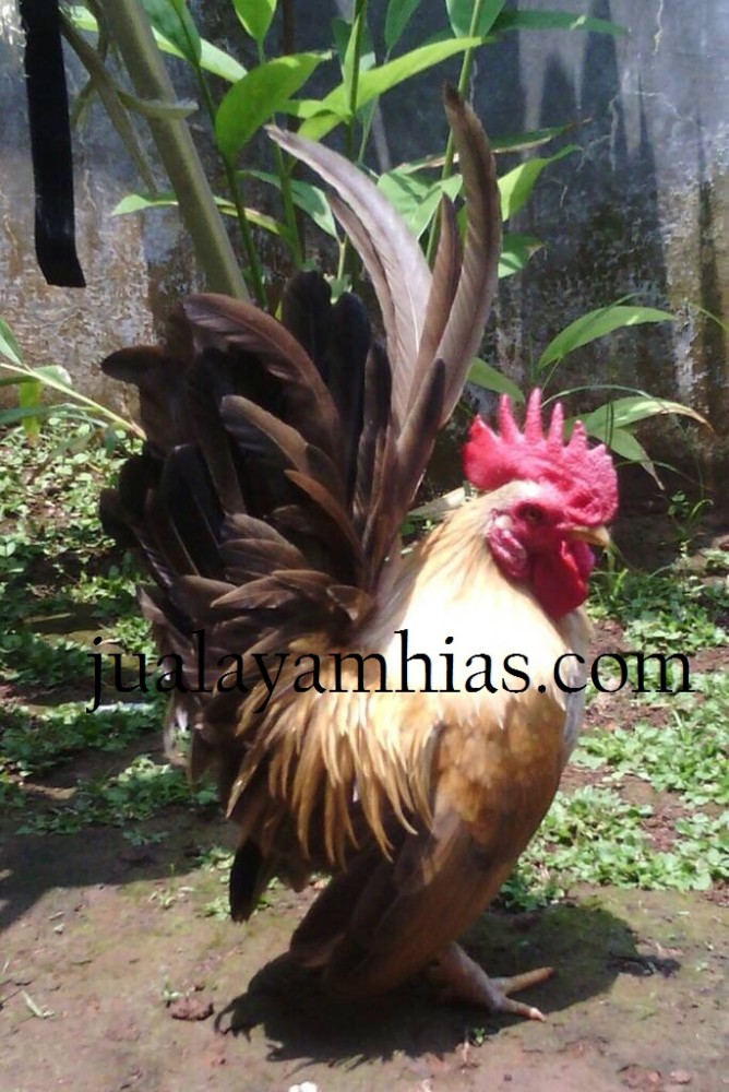 Detail Gambar Ayam Serama Terbaru Nomer 12