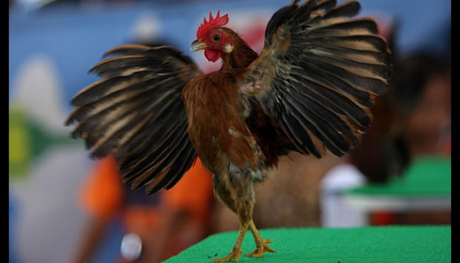 Detail Gambar Ayam Serama Terbaru Nomer 28