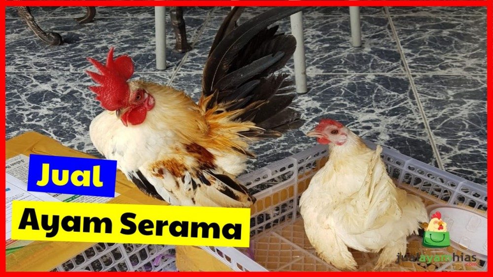 Detail Gambar Ayam Serama Terbaru Nomer 42