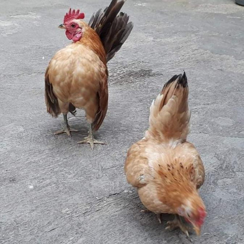 Detail Gambar Ayam Serama Terbaru Nomer 43