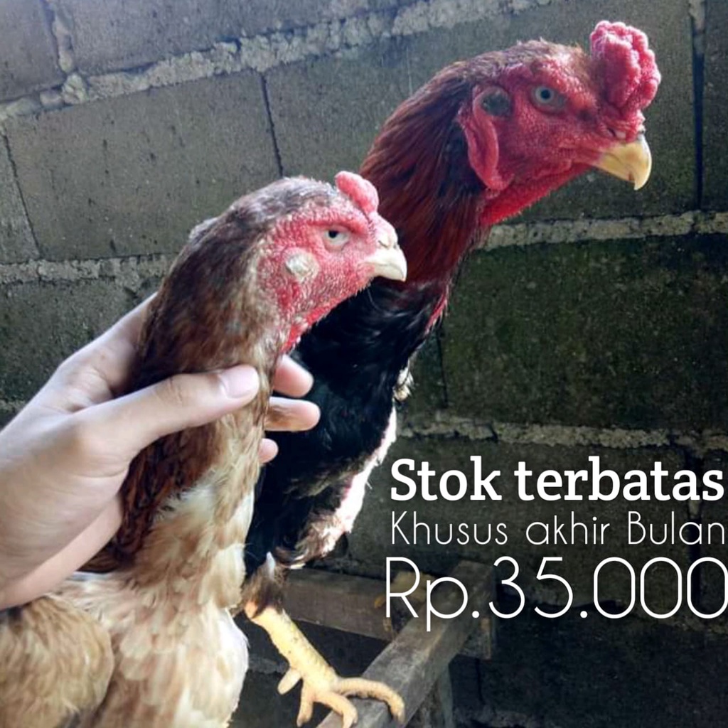 Detail Gambar Ayam Shamo Nomer 22