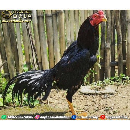 Detail Gambar Ayam Siam Nomer 29