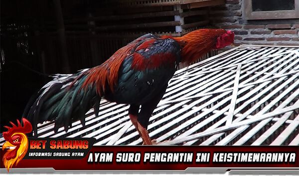 Detail Gambar Ayam Suro Nomer 29