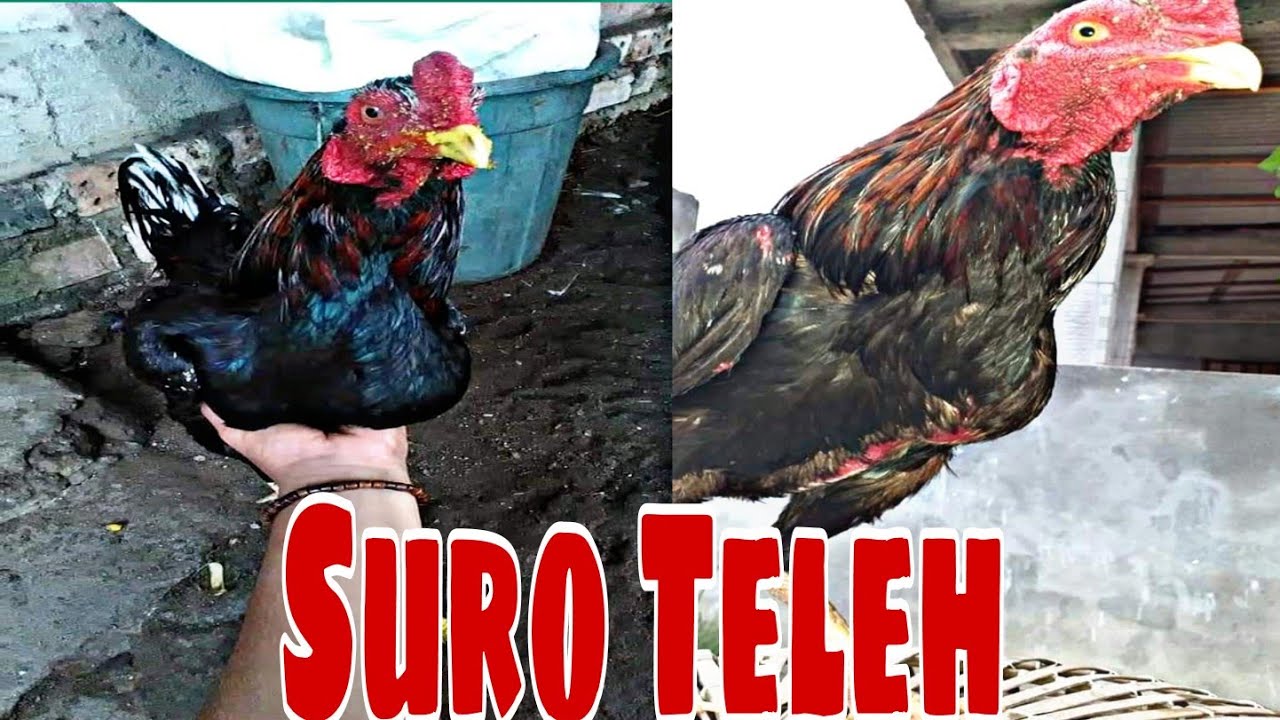 Detail Gambar Ayam Suro Nomer 49