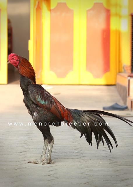 Download Gambar Ayam Suro Dukun Nomer 10