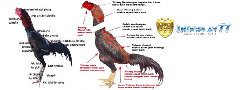 Detail Gambar Ayam Suro Dukun Nomer 14