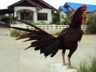 Detail Gambar Ayam Suro Dukun Nomer 22