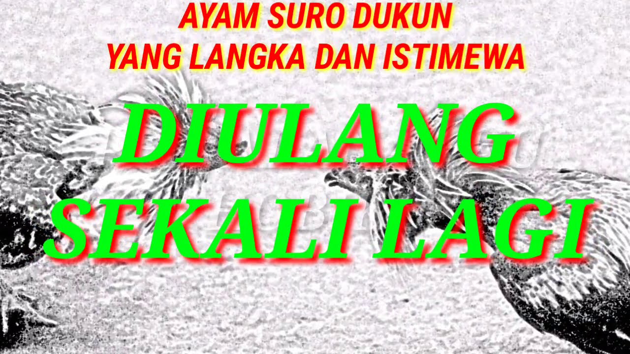 Detail Gambar Ayam Suro Dukun Nomer 28