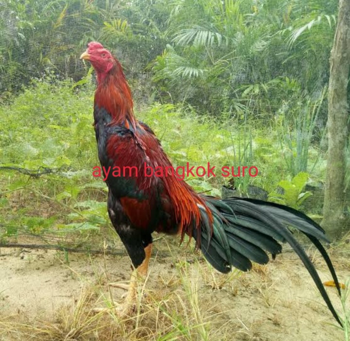 Detail Gambar Ayam Suro Dukun Nomer 30