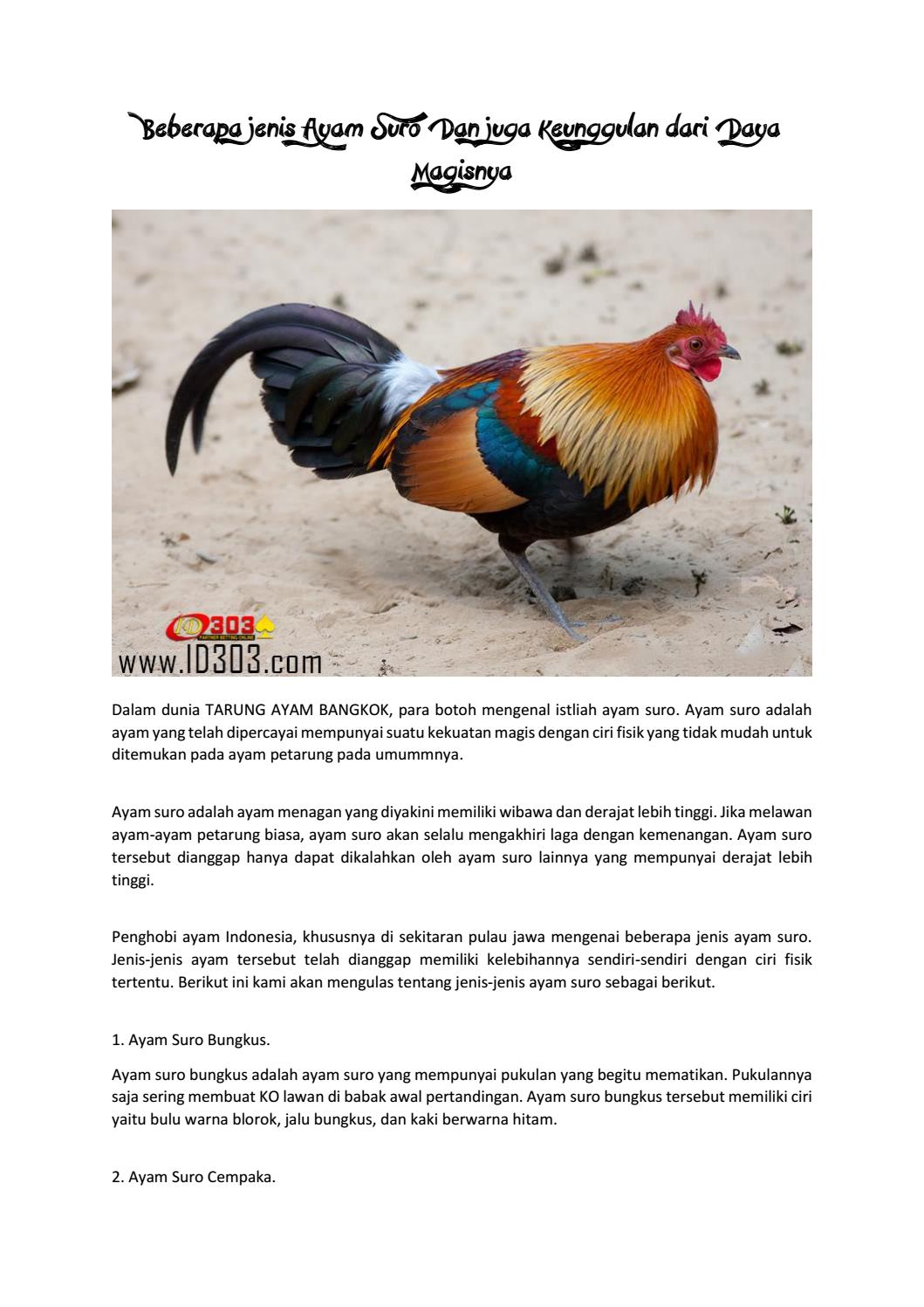 Detail Gambar Ayam Suro Dukun Nomer 31