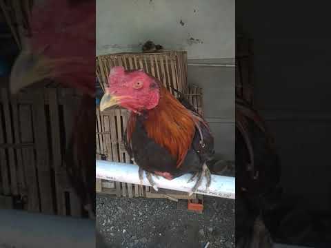 Detail Gambar Ayam Suro Dukun Nomer 34