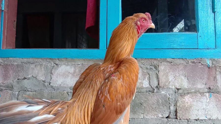 Detail Gambar Ayam Suro Dukun Nomer 5