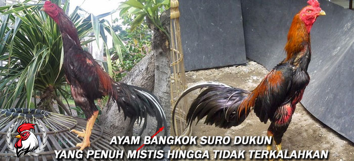 Download Gambar Ayam Suro Dukun Nomer 43