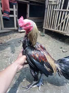 Detail Gambar Ayam Suro Dukun Nomer 50