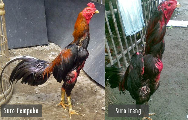 Detail Gambar Ayam Suro Dukun Nomer 7