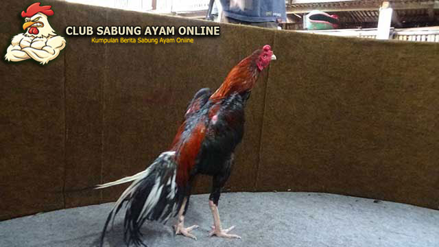 Download Gambar Ayam Suro Dukun Nomer 8