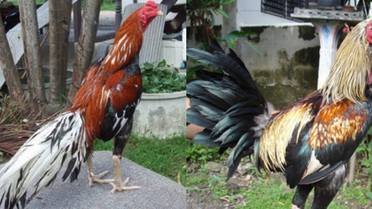 Detail Gambar Ayam Suro Dukun Nomer 9