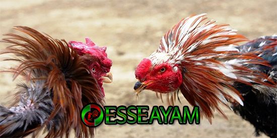 Detail Gambar Ayam Tangguh Nomer 32