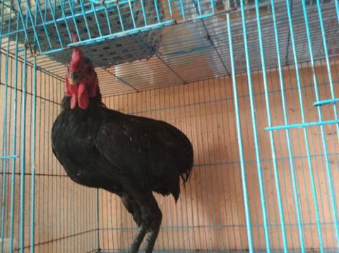 Detail Gambar Ayam Tukung Nomer 12