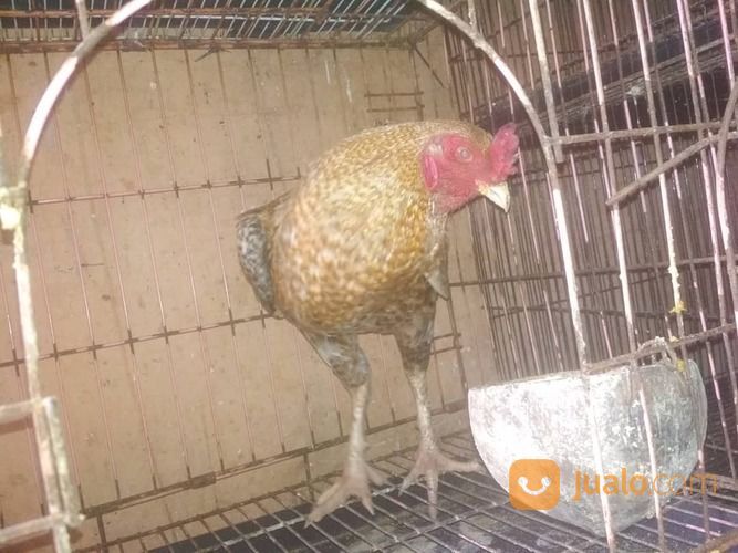 Detail Gambar Ayam Tukung Nomer 19