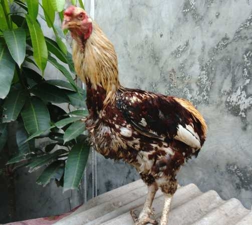 Detail Gambar Ayam Tukung Nomer 32